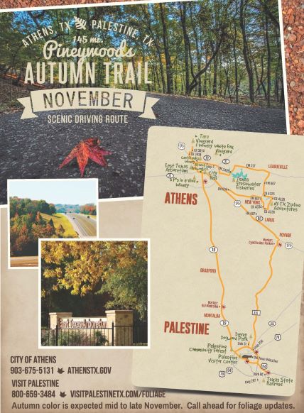 Fall Foliage Poster